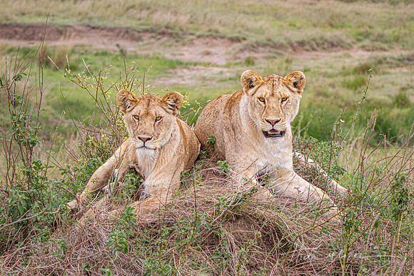 Resting Lions