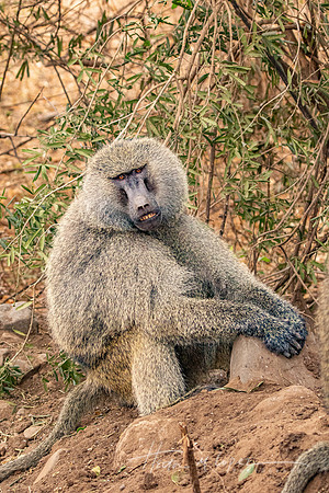 Baboon Gaze
