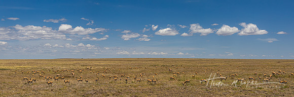 Countless Gazelles