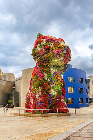 Guggenheim Puppy
