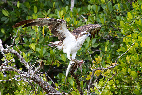 Osprey at Cleaning Station