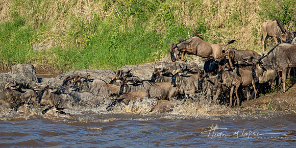 Leaping into the Mara River