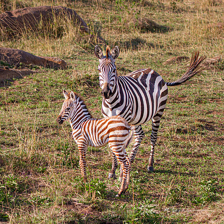 Zebra With Foal