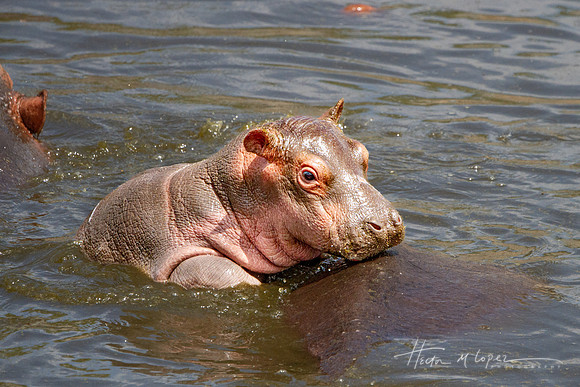 Baby Hippo
