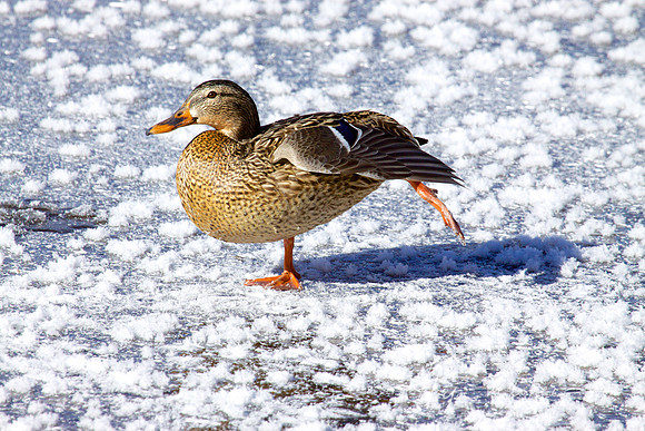 Cold Duck