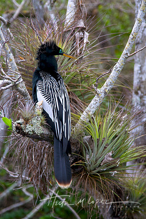 Anhinga (2)