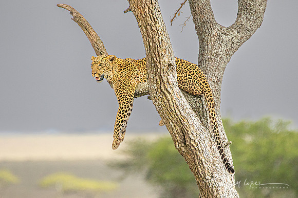 Vantage Point