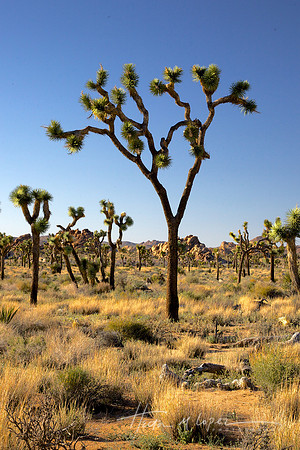 Joshua Tree
