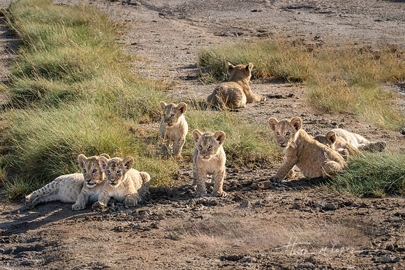 Seven Cubs