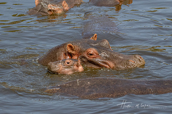Baby Hippo and Mom