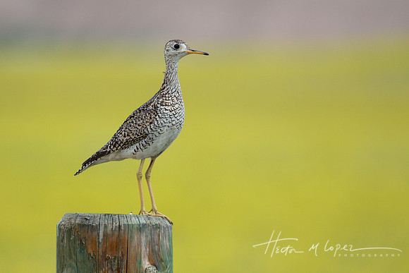 Upland Sandpiper in Badlands