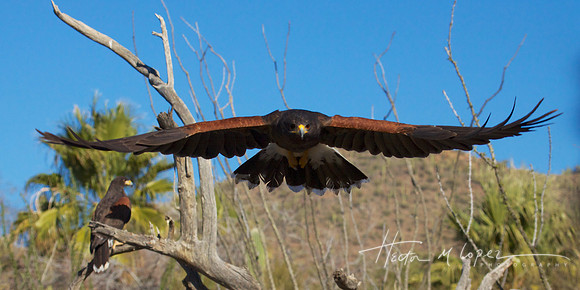 Attack of the Hawk