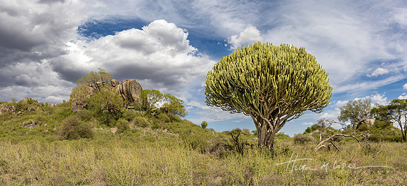 Candelabra Tree