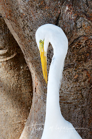 Great Egret Portrait 2