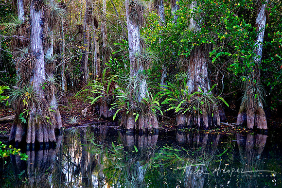 Big Cypress National Park