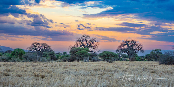 Baobabs 3