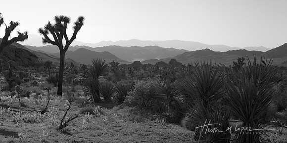 joshua tree vista