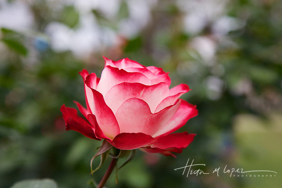 Red Tip Rose
