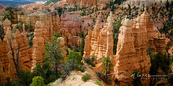 Bryce