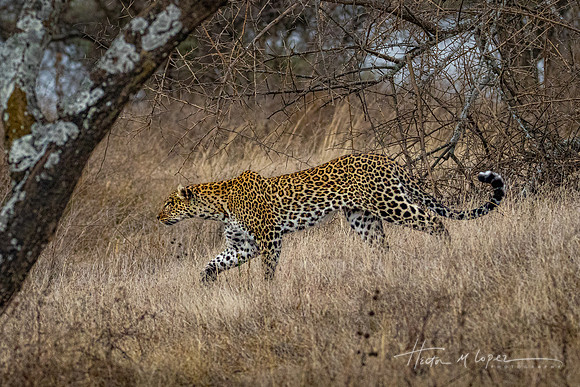 Stalking Cat