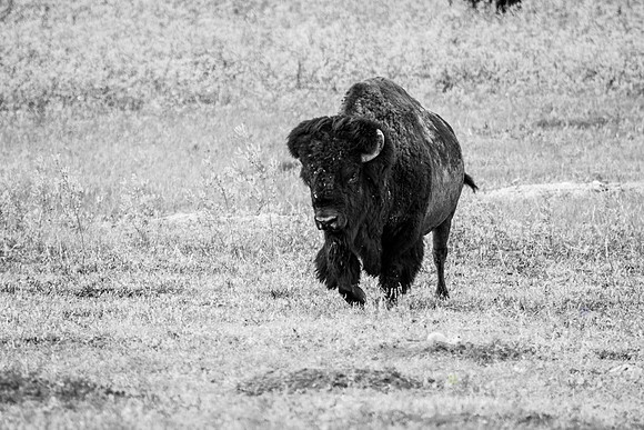 American Bison