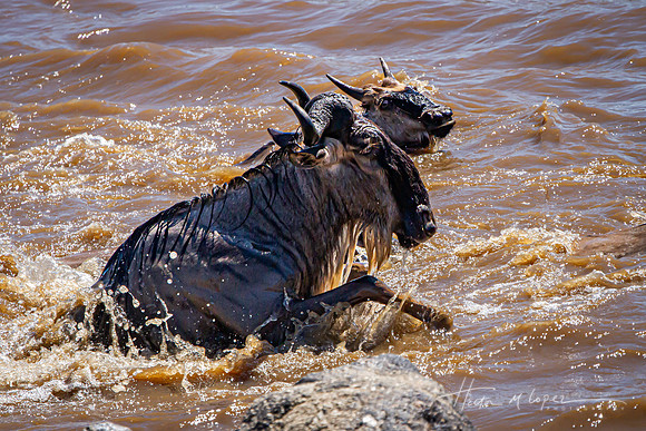 Swimming Wildebeest