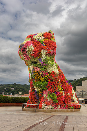Guggenheim Puppy 3