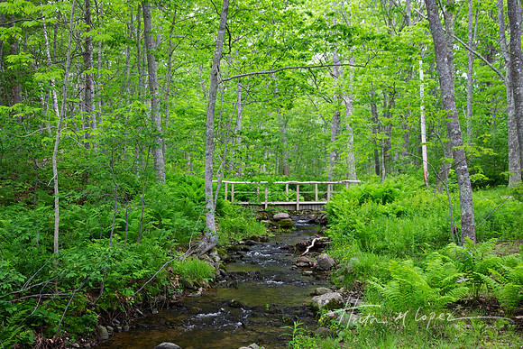 Maine Stream