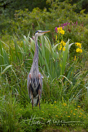 Blue Heron and Flowers