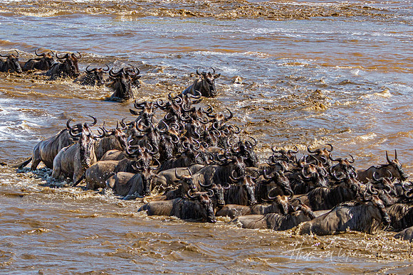 Herd Crossing the Mara