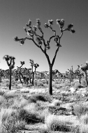 joshua tree