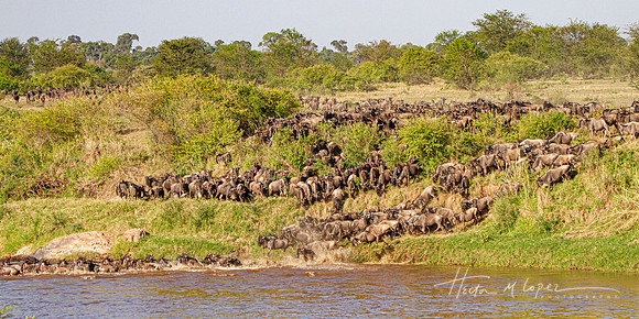 The Great Migration Crossing the Mara