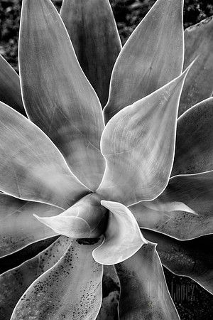 Desert Petals
