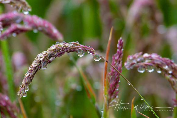 Raindrops