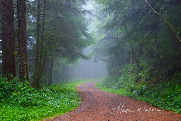 Coastal Fog
