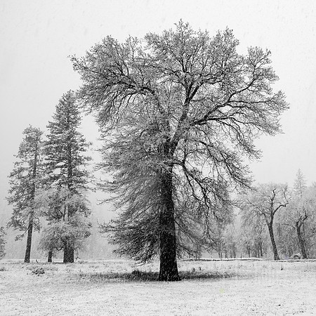 Spring in Yosemite