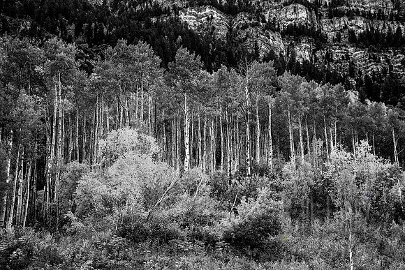 Aspens
