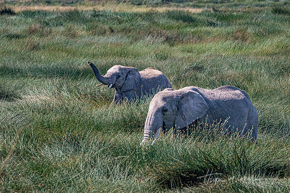 In the Tall Grass