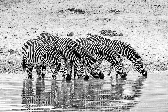 Tanzania BW (27 of 103)