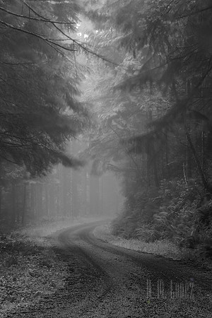 Forest Fog