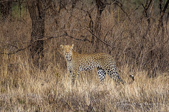 Leopard in the Grass