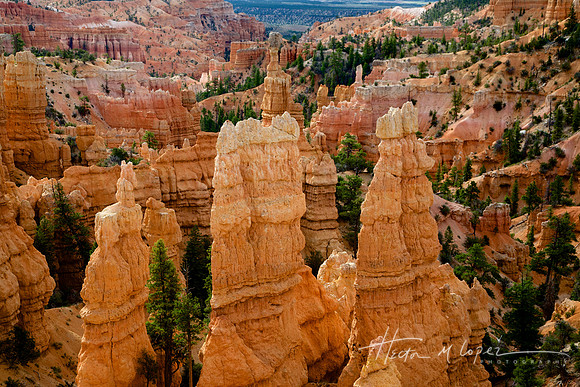 Bryce Canyon Hoodoos