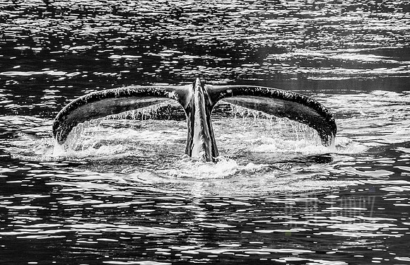 Humpback Whale Tail in Alaska