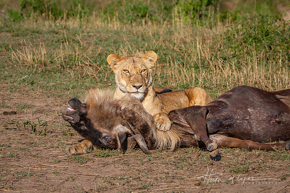 After the Kill