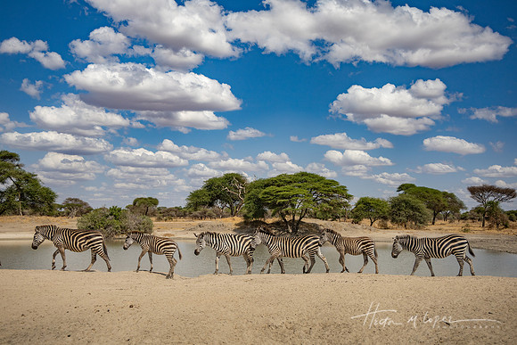 Six Zebras