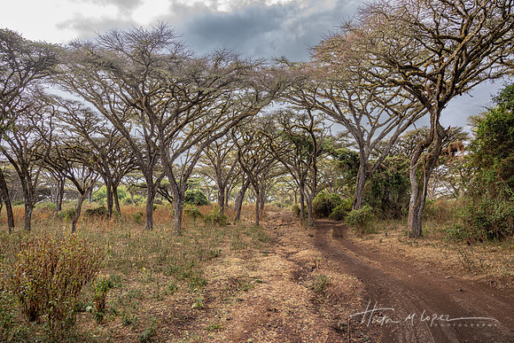 Acacia Forest Track