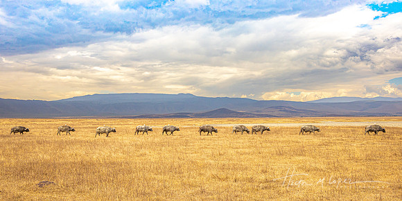 Buffalo Each With a Bird