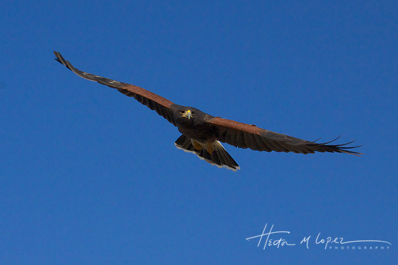 Raptor Approach