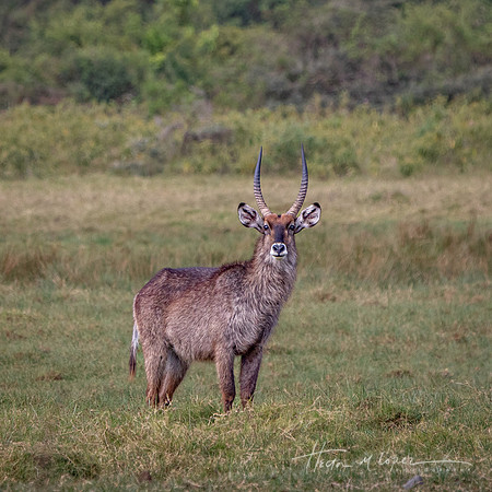 Waterbuck