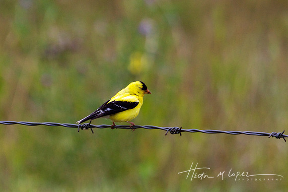 Yellow Bird Barbed Wire